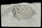 Crinoid (Cyathocrinites) Fossil - Crawfordsville, Indiana #122966-1